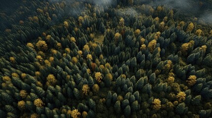 Aerial photography forest. Summer warm sun light forest aerial view.