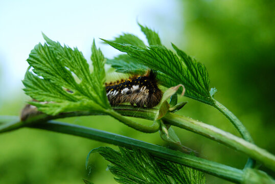 caterpillar head with bristles in green leaf on stem