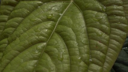 close up Anthurium radicans leaves, anthurium leave texture, dark foliage