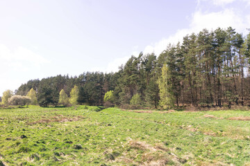 Wild, green meadow in forest. Kashubia Poland.