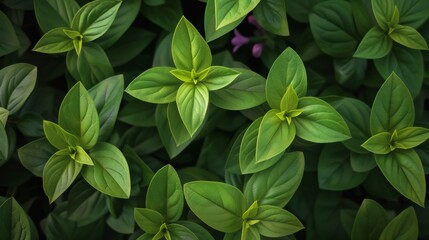 Poster - Symmetrical Aerial View of Stevia Leaves Displaying Intricate Geometric Patterns and Vibrant Texture