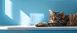 © nattapon98 - Cat napping on a windowsill,with Pastel Blue background,free space , with copy space for text