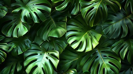 Vector Graphic of Tropical Leafy Green