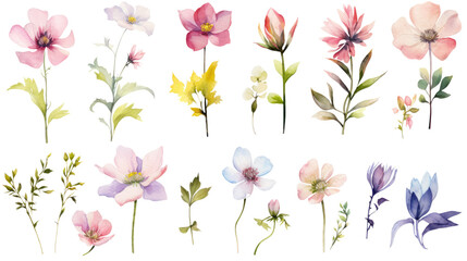 Wall Mural - set of watercolor wildflowers painting isolated on clear png background and transparent background. 