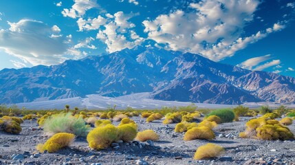 Wall Mural - Death Valley National Park in California, USA