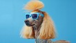 © volga - Stylish dog with funky hairstyle and cool sunglasses on a blue background