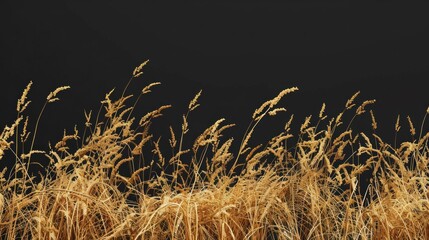 Wall Mural - A field of tall, dry grass with a dark background