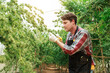 © Have a nice day  - Marijuana cannabis plant farmer inspecting plants health for medical science use, male caucasian indoor grown hemp weed tree, summer flower nature greenhouse, healthcare medicine treatment illnesses.