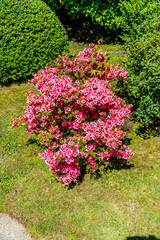 Wall Mural - Japanese Garden Red Flowers