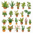 © Stock Clipart Group - Clipart of Plant