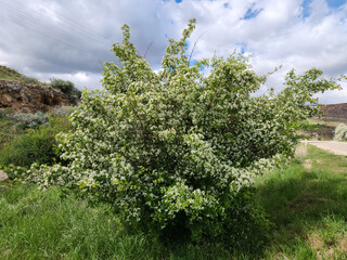 Wall Mural - A blooming oriental hawthorn (Crataegus orientalis) in the mid of May in the central Anatolia