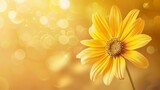 Fototapeta  - Yellow flower with smooth light blue or yellow background, bookeh effect
