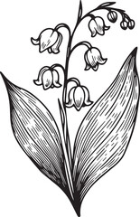 Wall Mural - Vector isolated simple minimal one lily of the valley branch twig with glowers and leaves colorless black and white contour line easy drawing coloring pages for kids, lily of the valley coloring page
