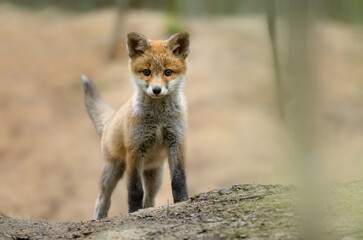 Wall Mural - Cute young red fox in the forest ( Vulpes vulpes )