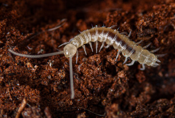 macro of a  Symphyla (Myriapoda)