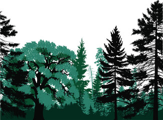 Sticker - fir trees cyan colors forest on white background