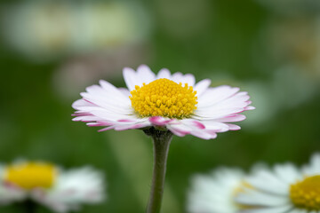 Wall Mural - Close up of spring daisies in the garden in the afternoon	