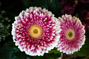 Wall Mural - pink chrysanthemum flower