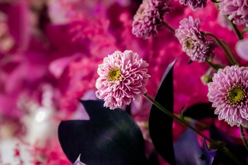 Wall Mural - Little pink flower