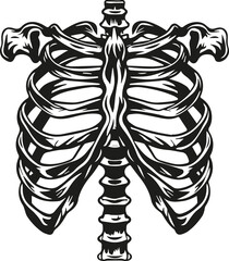 illustration of rib cage bones, ribs for print on white background
