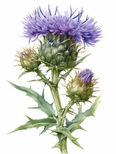 Thistle Flower Isolated On White Background, Realistic Botanical Illustration. Scottish National Flower, Symbol Of Scotland. Musk Thistle.