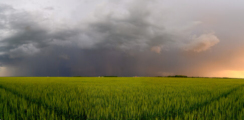 Dramatic gray to orange storm clouds above a bright green wheat field in a prairie setting.  A large amount of rain can be seem falling in the distance.
