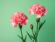 © Llama-World-studio - A green paper background sets the stage for vibrant carnation blooms