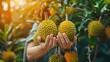 © yanadjan - Durian harvest in the hands of a woman. Selective focus.