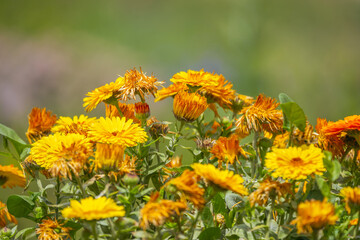 The calendula plant is used externally in the form of infusions, tinctures and ointments for the treatment of skin inflammations