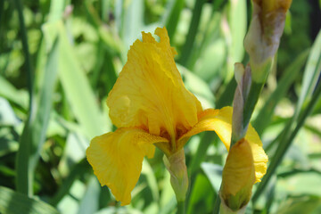 Wall Mural - on a sunny spring day, yellow beautiful irises bloom in the garden