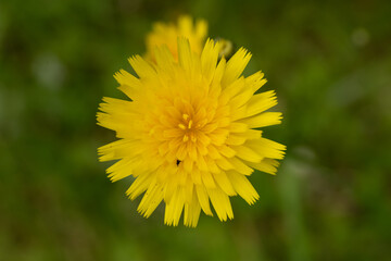 Poster - Small Black Insect Crawls In The Petals Of Smooth Mountain Dandelion Bloom