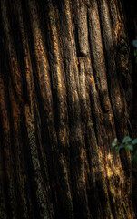 Wall Mural - Sunlight Splashes Over The Charred Bark of Redwood Tree