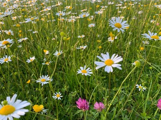 Sticker - field of daisies