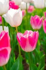 Wall Mural - Background of many bright pink tulips. Floral background from a carpet of bright pink tulips.