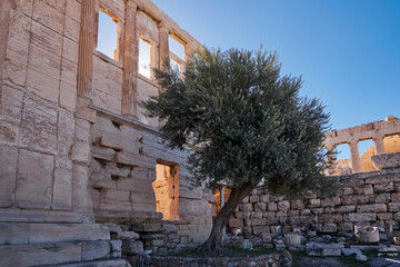 Wall Mural - Details of the Erechtheion or Temple of Athena Polias and the Olive Tree in Acropolis of Athens, Greece