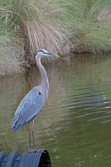 Wall Mural - Blue Heron perched on a drain pipe in a retention pond.