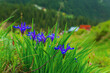 © lizavetta - Wild blue irises in the Trans-Ili Alatau mountains.