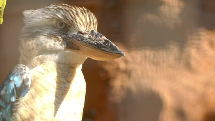 blue-winged kookaburra (Dacelo leachii)