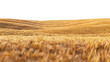 © Ziyan Yang - Endless ripe wheat fields panoramic view, cut out