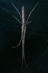 spider in a web