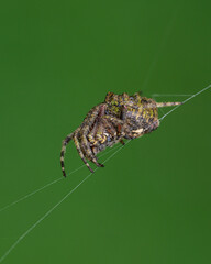spider on a web