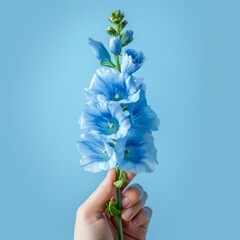 The hand holding a flower isolated on the solid blue color background. [The rose] is delicate and colorful. Captured in the style of product photography, close up, studio lighting