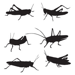 Wall Mural - Set of Grasshopper Silhouette 