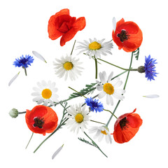 Wall Mural - Beautiful meadow flowers falling on white background