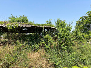 Sticker - old wooden pavilion with green grass and trees in the park on the background of a blue sky