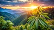 © Bounpaseuth - marijuana background at sunset. bush cannabis.