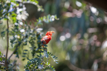 Bright red songbird, the Hawaiian Honeycreeper bird also called the Scarlet Honeycreeper, perched on a tropical plant singing out, birdwatching in the Hosmer Grove of Haleakalā National Park, Maui, Ha