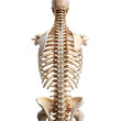 © png sublimation - human spine transparent background