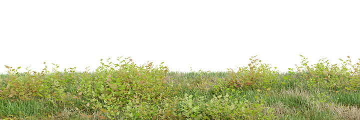 Wall Mural - Green grass on transparent background 3d rendering