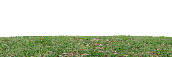 Wall Mural - Green grass on transparent background 3d rendering